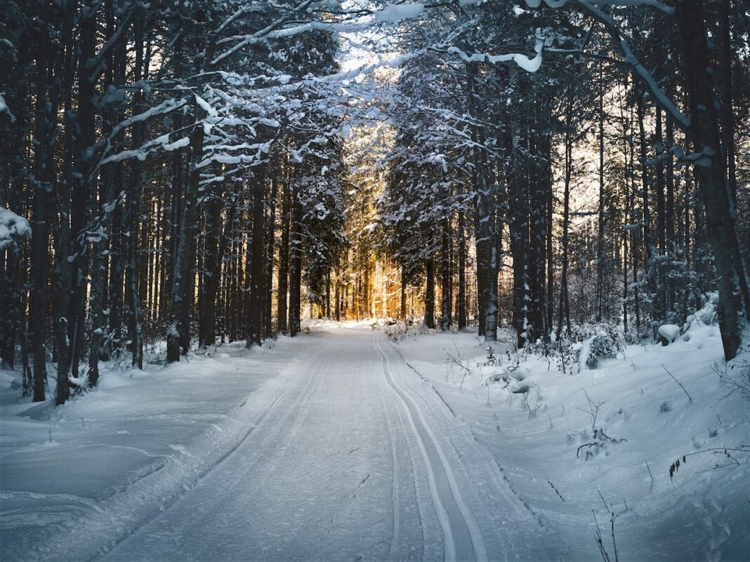 śnieżna droga w lesie